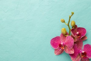 Orchid on teal