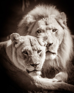 Lion couple